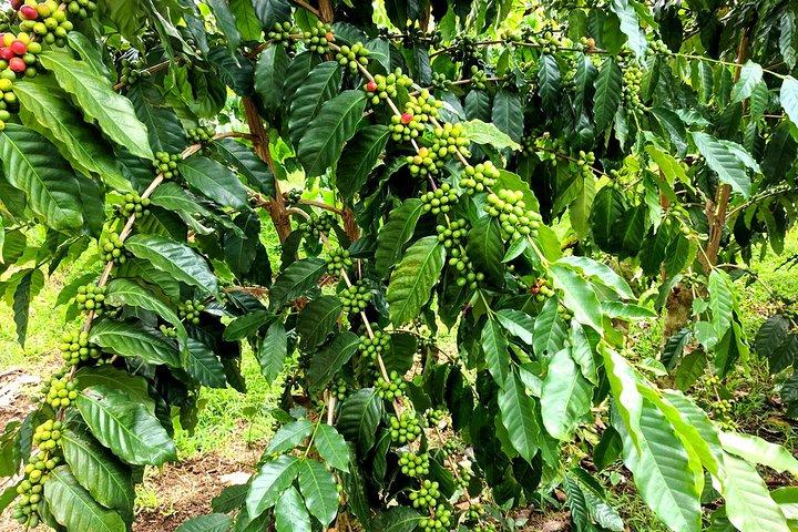 Nairobi day tour to the Coffee farm