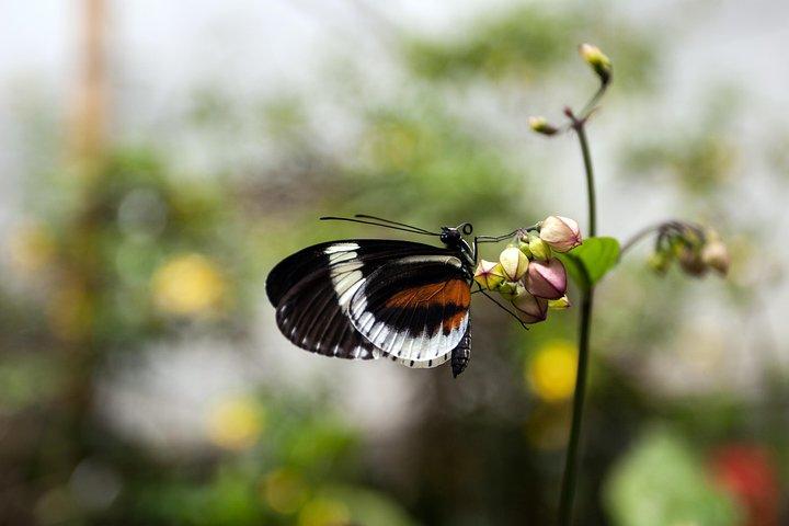 Full-Day Adventure and Nature Tour of the Mindo Cloud Forest from Quito, Ecuador