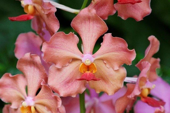 Private Singapore City Tour and National Orchid Garden