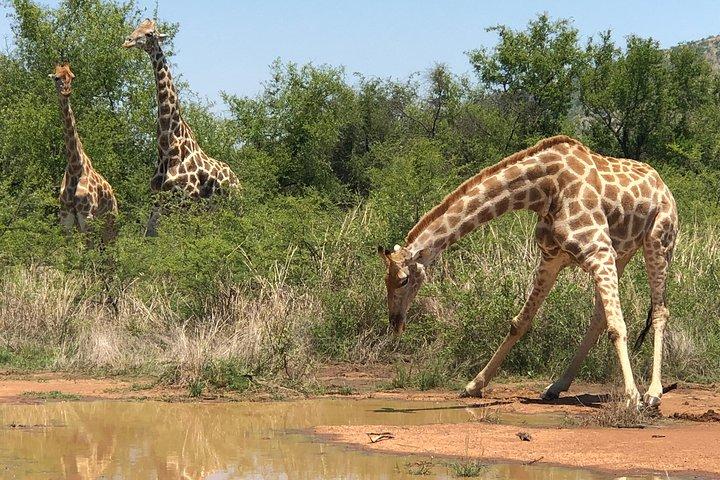Full Day Exquisite Pilanesberg Safari from Johannesburg
