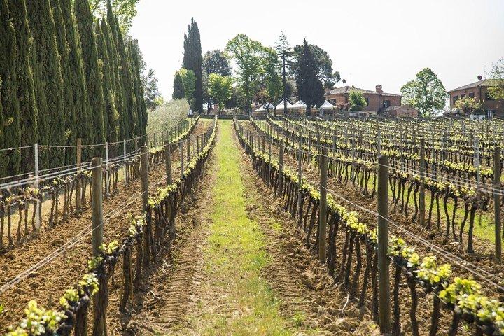 Montepulciano and Pienza: Private Wine Tour from Rome