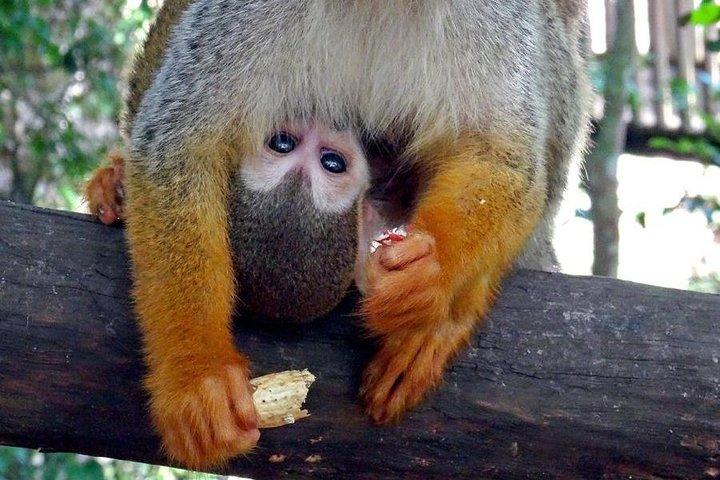 Monkeyland and Zipline Adventure from Puerto Plata
