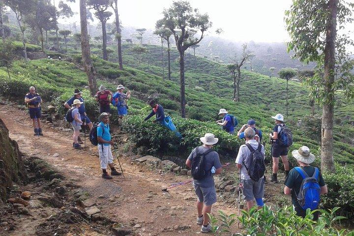 Trekking & Picnic in The Tea Plantation From Ella, Haputale & Bandarawela