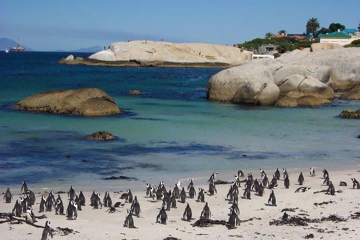 Cape Town Private Tour: Table Mountain Car & Cape Point Penguins