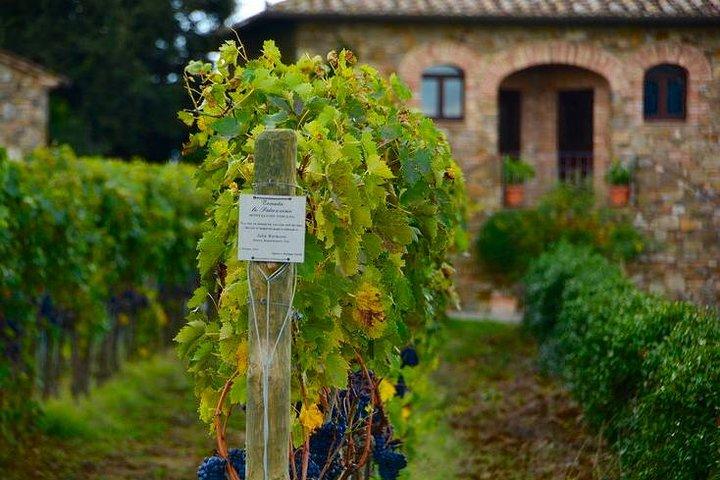 Day trip Brunello wine tours from Florence