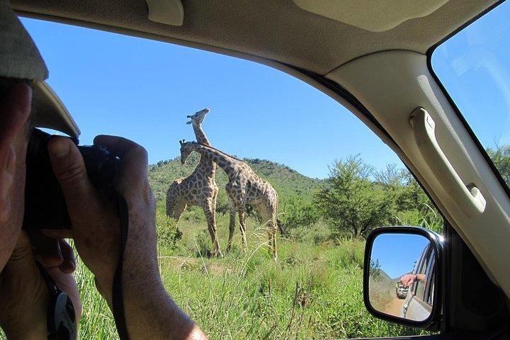 Pilanesberg Game Reserve 6 Hour Sunrise Safari from Johannesburg or Pretoria