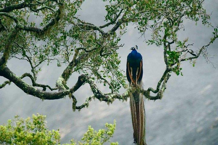Bundala National Park Safari