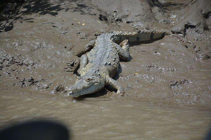 Palo Verde Boat Tour from Playa Flamingo