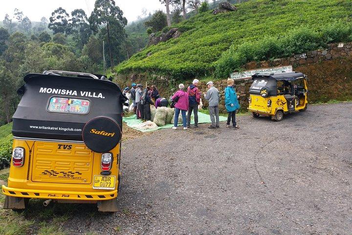 Tuk Tuk safari and Picnic in The Tea Plantation from Ella,Haputale & Bandarawela