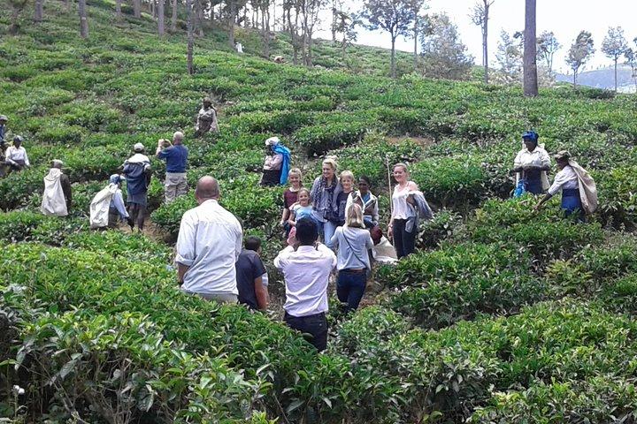 Tuk Tuk safari and Picnic in The Tea Plantation from Ella,Haputale & Bandarawela