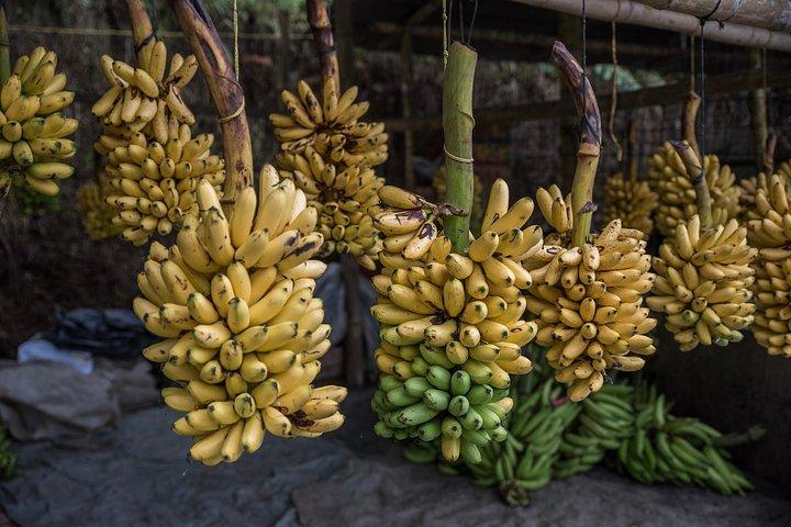 Guayaquil to Cuenca one-way tour with Cajas Park and a Cacao Farm visit