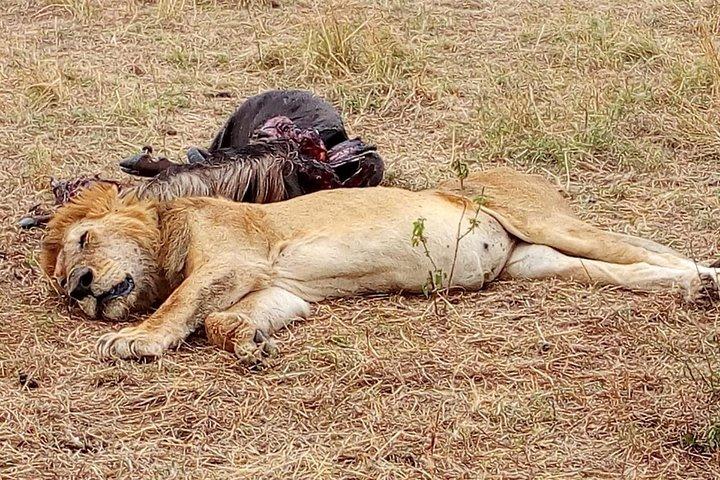 Nairobi safari walk half day tour