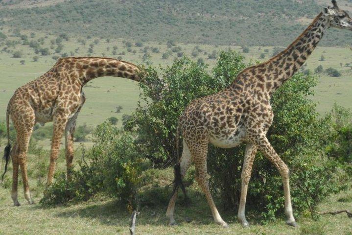 Crescent Island Day Tour From Nairobi