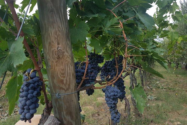 Private Tuscany Wine Tour: Montepulciano and Siena from Florence