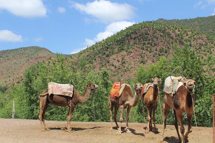 Marrakech To The Atlas Mountains Day Trip 3 Valleys & Camel Ride