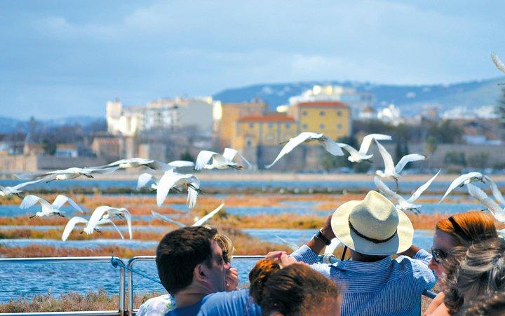 From Faro: Ria Formosa Eco Tour guided by Marine Biologist