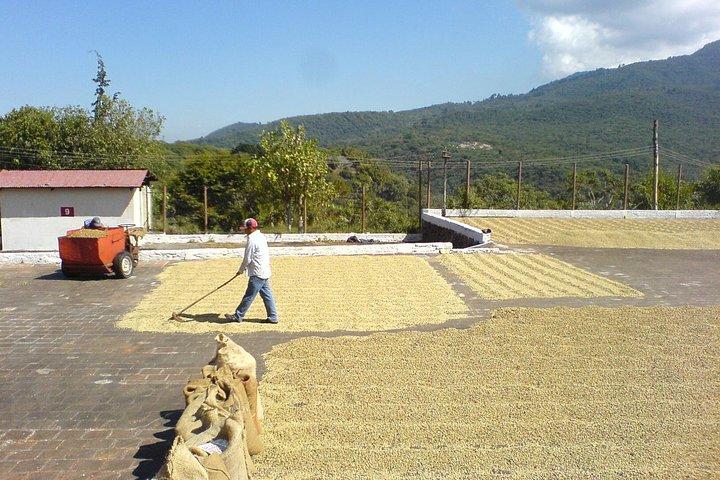 6-Day West El Salvador: Cerro Verde, Coffee Route, Maya Ruins