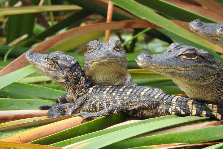 Everglades Day Safari from Fort Myers/Naples Area