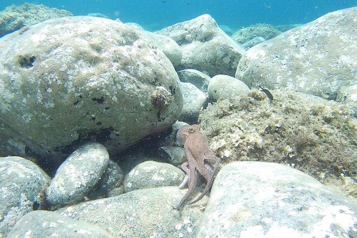 Snorkeling trip
