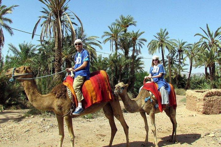 Dromedary ride in La Palmeraie