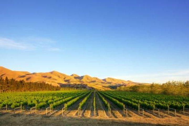 Waipara Wine Tour from Christchurch - including Lunch & Tastings