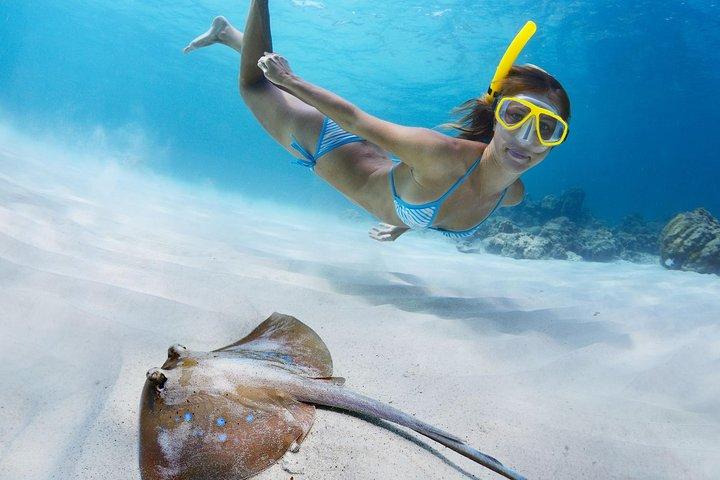 Snorkel & Swim with Turtles. Semi Private Tour to Buck Island & Honeymoon Beach