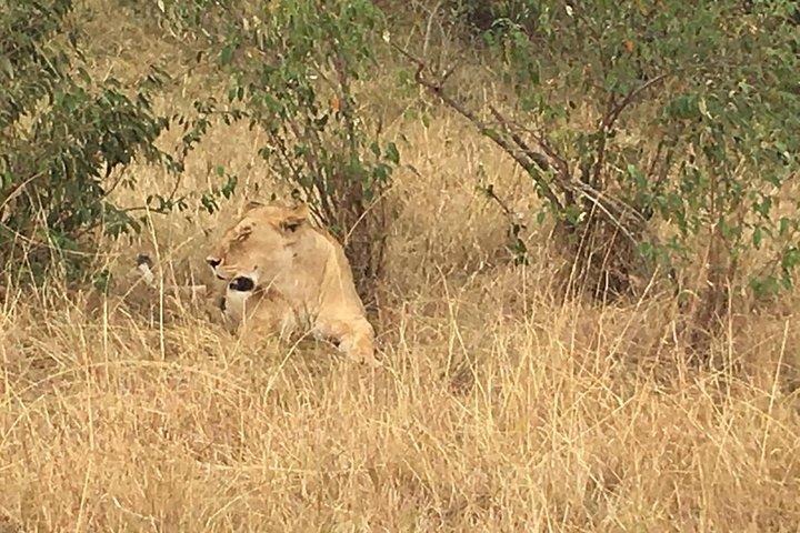 Arusha National Park Safari by Jeep