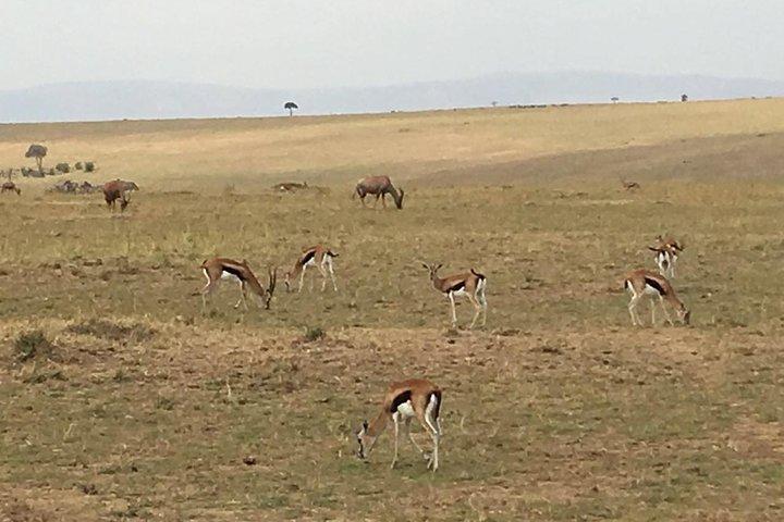Nairobi safari walk half day tour