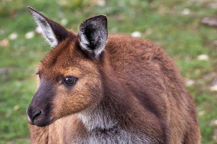 Kangaroo Island Shore Excursion Scenic Trail Tour