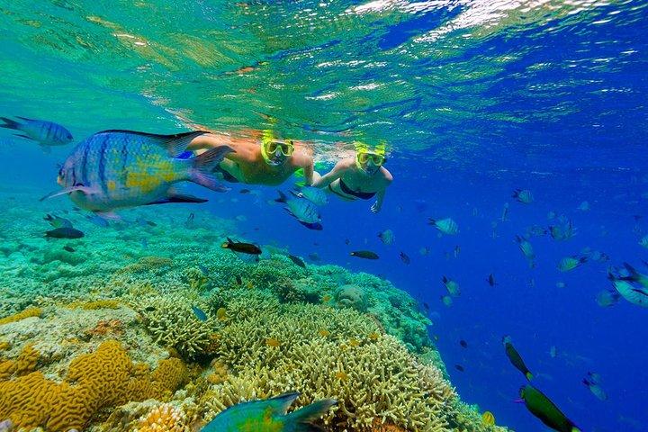 Great Snorkeling Cruise with Sharks & Stingray Encounter and Natural Pool
