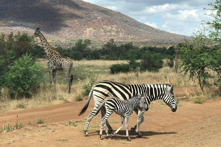 Full Day Exquisite Pilanesberg Safari from Johannesburg