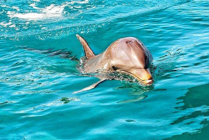 Mauritius Wild Dolphin Swim (Private or Group) w Pickup & Dropoff