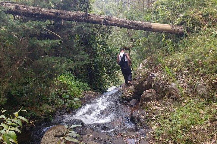 1 Day Kilimanjaro forest (mambori waterfalls).