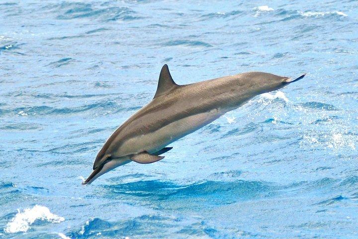 Sunset Whale Watch in Waikiki, Whales Guaranteed or Free Return