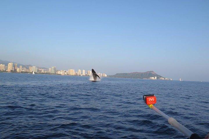 Sunset Whale Watch in Waikiki, Whales Guaranteed or Free Return