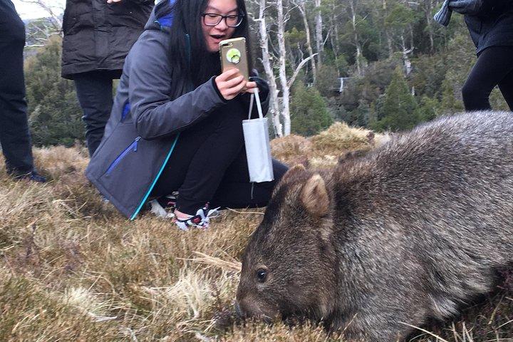 Cradle Mountain - Hobart to Launceston Day Tour