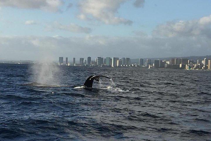Sunset Whale Watch in Waikiki, Whales Guaranteed or Free Return