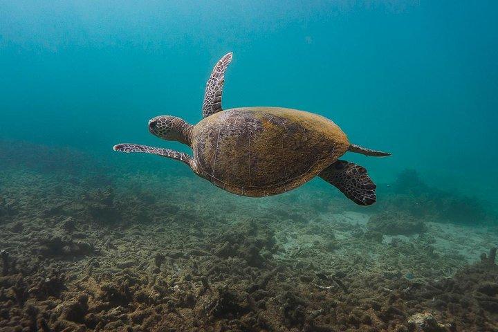 Ningaloo Reef Snorkel and Wildlife Adventure