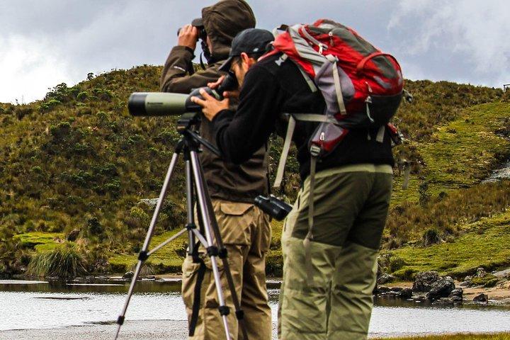 Birdwatching Tour in Cajas National Park from Cuenca