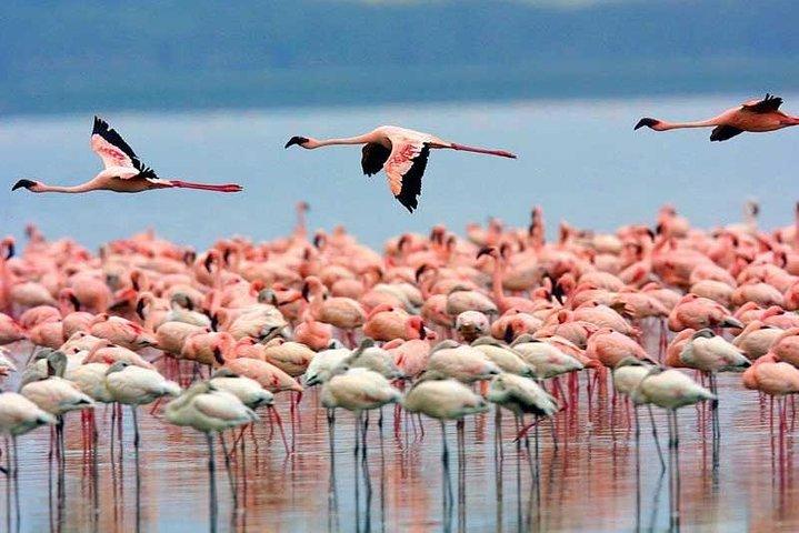 3-days safari in Tarangire, Lake Natron and Ngorongoro Crater