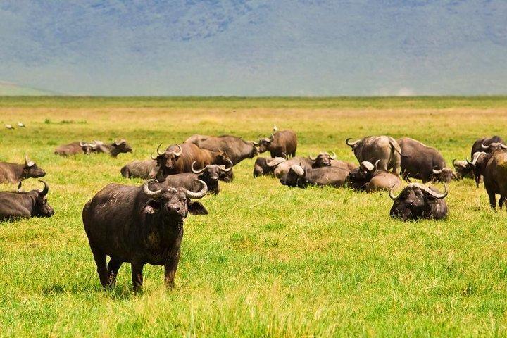 Ngorongoro Crater Day Tour