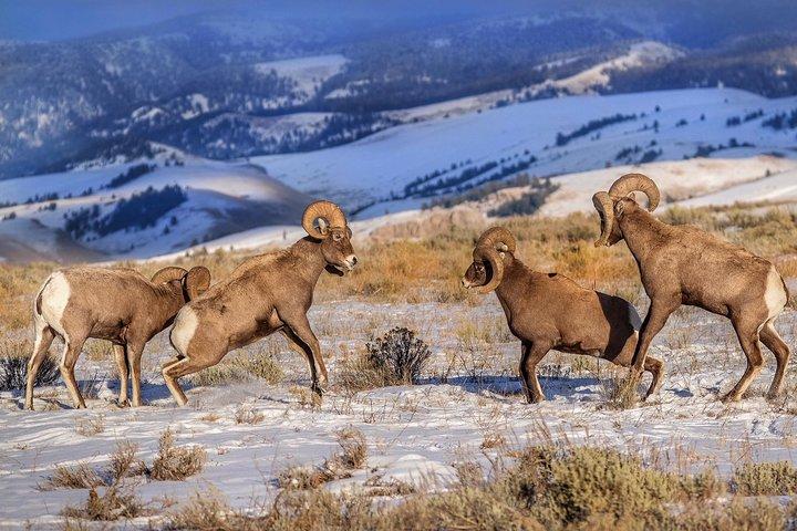 Grand Teton and National Elk Refuge Winter Wonderland Full Day Adventure