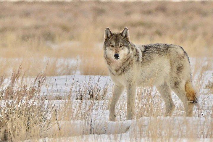 Grand Teton and National Elk Refuge Winter Wonderland Full Day Adventure