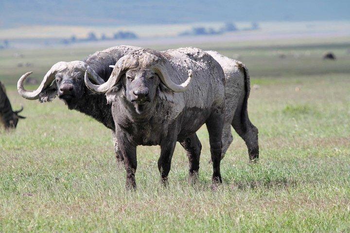 Day Trip to Ngorongoro Crater