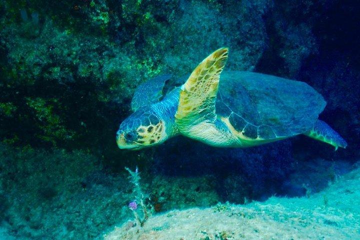 Scuba Diving in Kas for Certified Divers incl. All Equipments