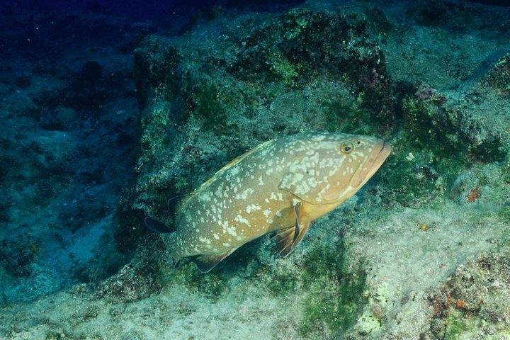 Scuba Diving in Kas for Certified Divers incl. All Equipments