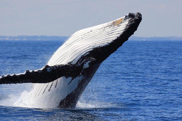 Whale Watching From Colombo