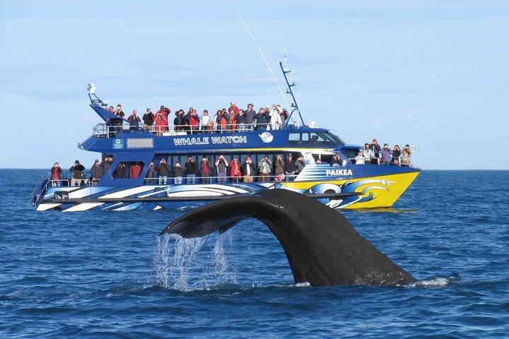 Whale Watching From Colombo