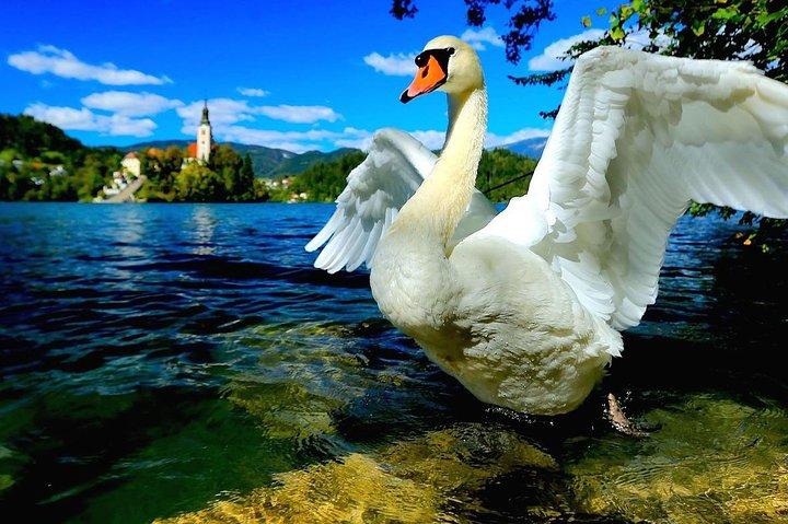 Discover Slovenia: Ljubljana & Bled Lake from Zagreb