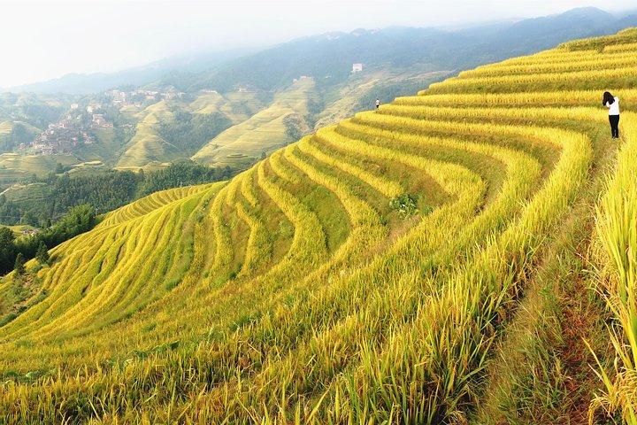 From Guilin/Yangshuo: Longji Rice Terraces and Ethnic Minority Village Day Tour